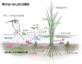 生態系