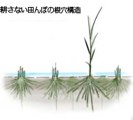 根穴構造